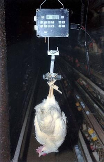 Weighing birds is the only way to track actual weight versus the standard and know how your flock is growing.