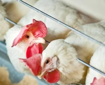 Many poultry veterinarians think that USDA should grant limited approval to use avian flu vaccines to augment eradication efforts in the hardest hit regions of the U.S.