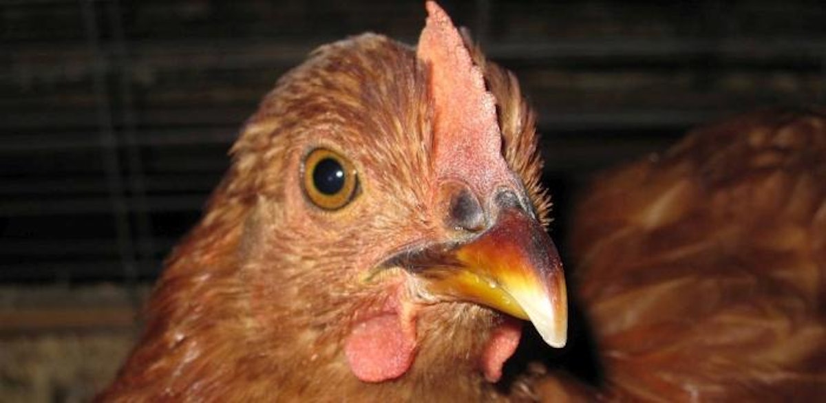 La gripe aviar sigue presente: Chile, Argentina y Ecuador reportan casos