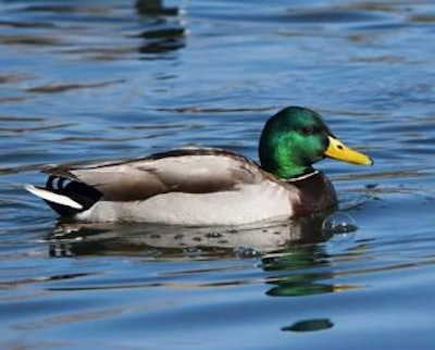 There are many factors and conditions that cast doubt on the theory of transmission of highly pathogenic avian influenza H7N3 through ducks.