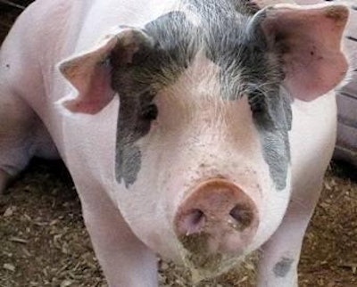 Andrea Gantz | JBS USA Pork plans to acquire Cargill's U.S. pork business for a price of $1.45 billion.