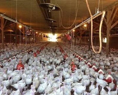 Six of the recent eight avian influenza outbreaks in Minnesota have been at turkey farms.