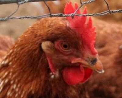 Avian influenza has been confirmed in a Nebraska layer flock of 1.7 million.