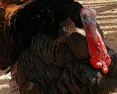 A turkey flock near Woodstock, Ontario, has been infected with avian influenza.