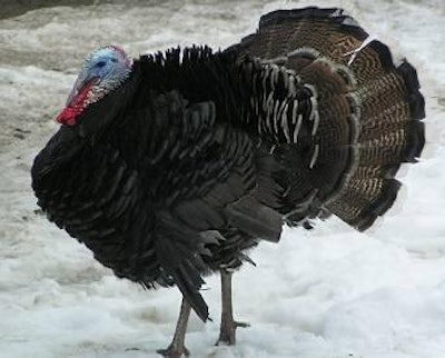 North Dakota has had its first confirmed case of avian influenza, infecting a commercial turkey flock in Dickey County.