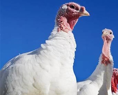 iStockPhoto.com/luvhotpepper | Breeder losses caused by the avian flu outbreak in the U.S. will likely reduce turkey production by more than the losses of meat birds have.