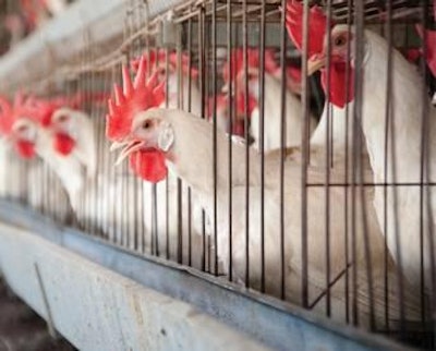iStockphoto.com/rrodrickbeiler | Cage housing alleviates many health problems for hens, but the relative inactivity of the birds in cages contributes to calcium depletion being a more significant health problem in cages than in cage-free flocks.