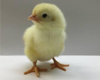 This looks to be a good quality chick, but could we have affected its performance on the farm because we have not achieved the optimum incubation conditions?
