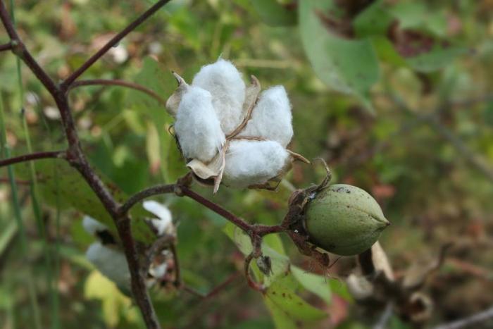 4 natural sources of fiber for pigs, poultry, dairy cows | WattAgnet ...