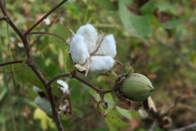 Cotton plants are cultivated mainly for the benefit of humans, but their by-products are valuable ingredients in animal diets. Asif Akbar | freeimages.com