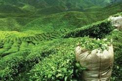 Carlos Anarillo.Shutterstock.com | Green tea has long been used as an additive to pig feed in China.