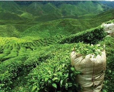 Carlos Anarillo.Shutterstock.com | Green tea has long been used as an additive to pig feed in China.