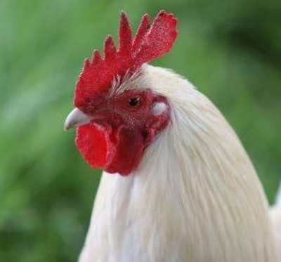 WATTAgNet will host an avian influenza Twitter chat on July 1.
