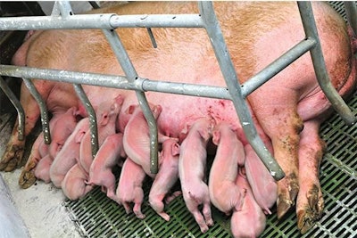 Supporting the nutritional needs of the hyperprolific sow improves piglet survival rates. Dyoma | Dreamstime.com