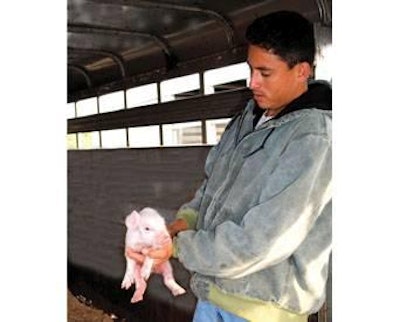 The PED virus can cause up to 100 percent mortality in newborn piglets.