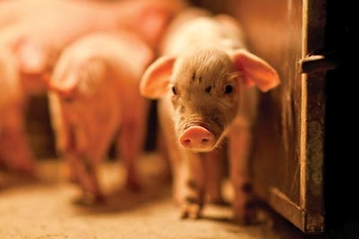 Spray-dried porcine plasma is considered a key ingredient for improving both growth performance and intestinal health in weanling pigs. kisstock | Fotolia.com
