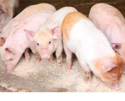 Brett Crtichley | Dreamstime.com | Fiber is essential in assisting the development of the gastrointestinal tract, which is key to managing piglet health and performance.