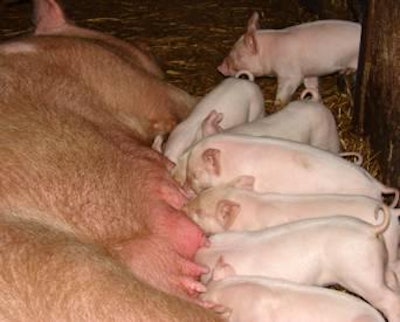 After weaning, the passive protection from sow’s milk is withdrawn and the young piglet depends solely on any active (self) immunity developed during suckling. Active immunity develops slowly and depends on lactation length and level of exposure to pathogenic organisms. | KolaaCZ, freeimages.com