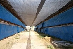 Reducing the penetration of sunlight between broiler houses means cooling equipment does not have to work so hard.