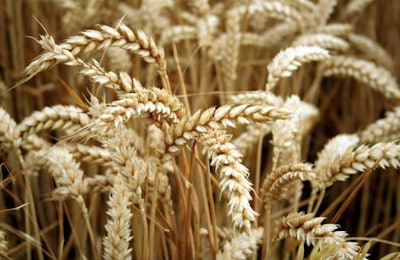 Wheat contains more choline than corn and reduces the need for choline supplementation. Jimmy Lemon | Freeimages.com