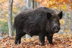 Mircea Costina | Dreamstime.com | As in Africa, European wild boar play a large part in the transmission of ASF.