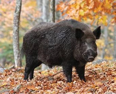 Mircea Costina | Dreamstime.com | As in Africa, European wild boar play a large part in the transmission of ASF.