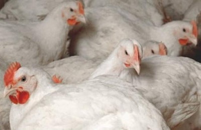 Australian Chicken Meat Federation | The global poultry sector remains highly concerned about avian influenza and its impact on the industry.