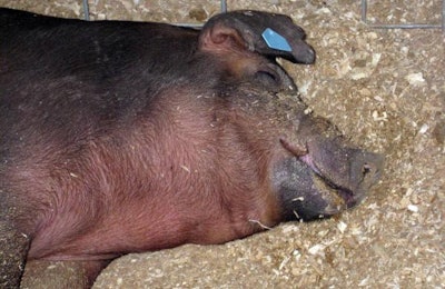 Andrea Gantz | Russia has had its first confirmed case of classical swine fever since 2007.
