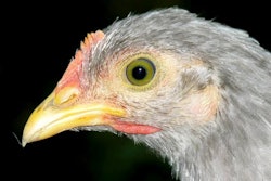 Barb Ballard | Freeimages.com