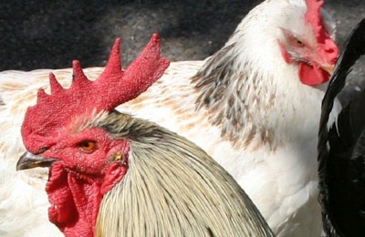 Freeimages.com/Bugdog | The global poultry industry remains highly concerned about the past, present and future impact of avian influenza.
