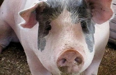 Andrea Gantz | Check out the latest pig industry news on WATTAgNet.com.