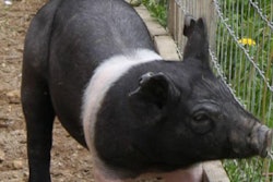 Andrea Gantz | Pig nutrition and a pork processing facility evacuation have been highlights of the news affecting the pig industry this week.