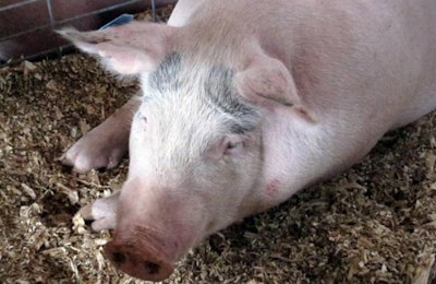 Andrea Gantz | The U.S. pork industry would gain from tariff reductions outlined in the Trans-Pacific Partnership, said U.S. Agriculture Secretary Tom Vilsack.