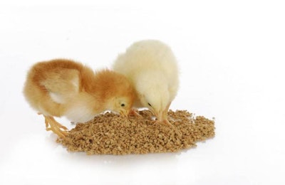 Bigstock | Poultry diets include only the best corn, soybean meal, vitamins and minerals because anything less would result in skinnier, not plumper, chickens.
