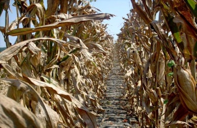 freeimages.com/Elizabeth Thompson | The Monday Mycotoxin Report from Neogen on October 5 highlighted new confirmed reports of mycotoxins in corn across the country.