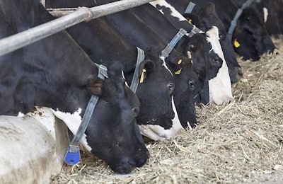 Cows fed a total mixed ration (TMR) can produce an extra 1-3 kg of milk per day. Toa555 | Dreamstime.com