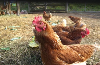 Hens In Chicken Coop