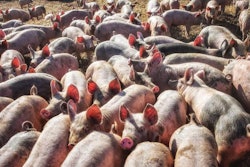 Duffloop | bigstockphoto.com