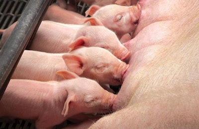 Trace minerals play an important role in the overall health and development of piglets. | Novus International