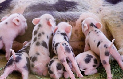 Unlike corrective claw trimming that requires a sow to be restrained in a chute, long dewclaws can be carefully clipped back while a sow is feeding her piglets. Joseph Salonis | Dreamstime.com