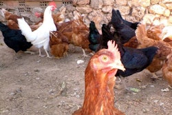 Avian Flu Asia Africa1