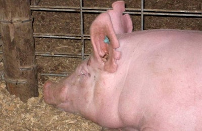 The National Pork Board is reiterating the pork industry's commitment to responsible antibiotic use and says calls by various groups to end animal antibiotic use are misguided. | Andrea Gantz