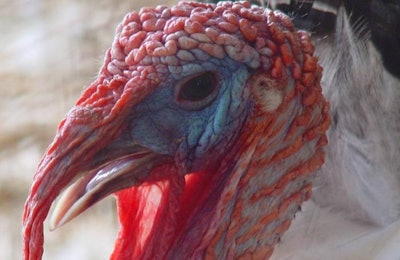 Oie Avian Flu Us