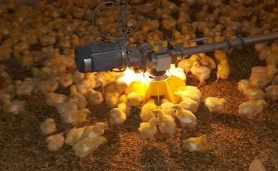 Roxell Led Light For Control Unit Broiler Feeding Systems