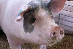 Top Pig Companies