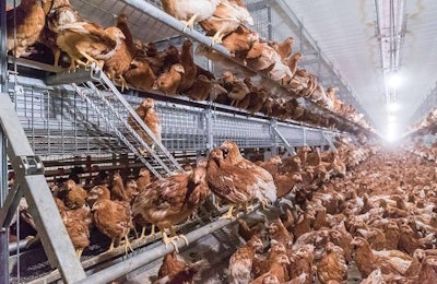 Cage Free Layer Pullets 1512 E Iuscagefree