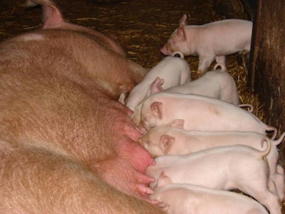 Our views regarding the many roles of a sow's milk have expanded to include enhancement of gastrointestinal immunity. Matous Horacek | freeimages.com