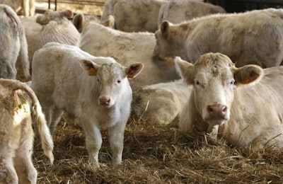 Bigstock.com | Immature cattle suffer long-term development effects from mycotoxin exposure.