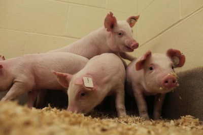 The University of Missouri and Genus have collaborated to develop pigs that are resistant to porcine reproductive and respiratory syndrome. | University of Missouri
