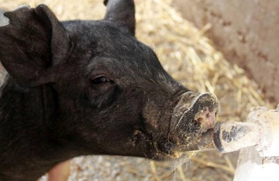 Wen's Food Group is planning a new pig complex to be built in Anhui, China. | Andrea Gantz